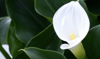 马蹄莲怎么养殖 马蹄莲怎么养殖方法和注意事项