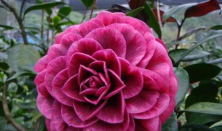 紫叶茶花如何养（紫叶花怎么养）