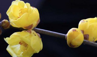 腊梅花怎么养殖（腊梅花怎么养殖视频）