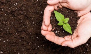 香雪球种子怎么种（香雪球种子怎么种植）