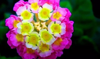 五色梅怎么养 五色梅怎么养成老桩