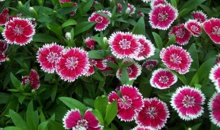 石竹怎么养殖（石竹怎样种植）