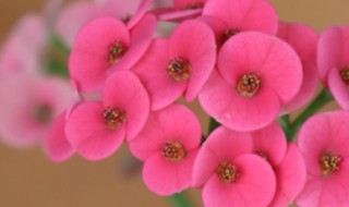 虎刺梅如何养殖 虎刺梅如何养殖方法