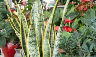 金边虎皮兰养殖方法有哪些 金边虎皮兰养殖方法有哪些