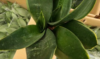 虎皮兰如何养（虎皮兰如何养殖和管理）