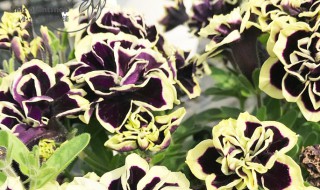 黑珍珠花怎么养（黑珍珠花怎么养殖）