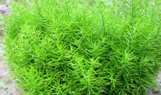 天门冬怎么养 野生天门冬怎么养