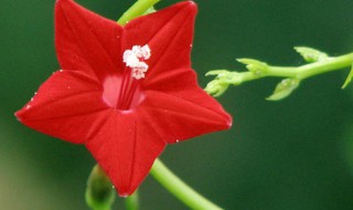 五角星花如何养 五角星花如何养护