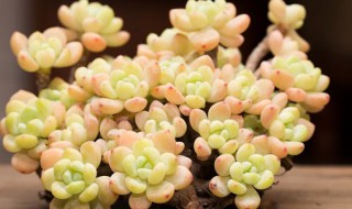 多肉罗琦怎么养护 多肉植物罗琦怎么养