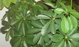 鹅掌木怎么养（鹅掌木怎么养成老桩）