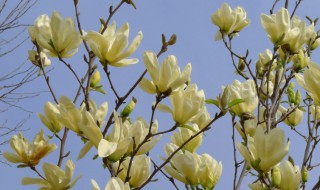 黄玉兰怎么养 黄玉兰怎么养才能开花