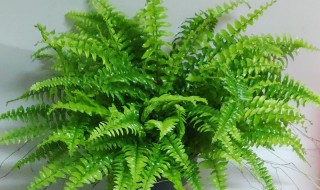 狼尾蕨如何养 狼尾蕨如何养护
