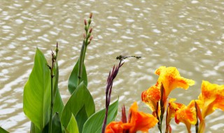 美人蕉怎么养殖 美人蕉怎么养殖的