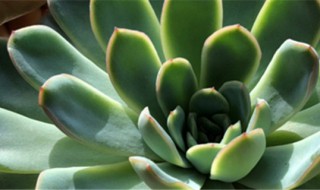 宝石花怎么养 宝石花怎么养才向下垂