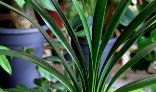 君子兰如何养殖(君子兰如何养殖视频)