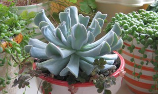 多肉植物特玉莲怎么养(多肉特玉莲的养殖方法和注意事项)