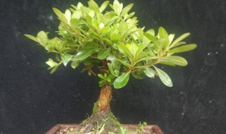 小叶杜鹃怎么养（小叶杜鹃怎么养好）