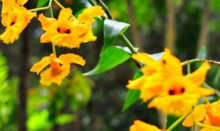 叠鞘石斛在家怎么养（叠鞘石斛种植养护要点）