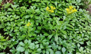 费菜的功效与作用及禁忌(费菜的功效与作用及食用方法)