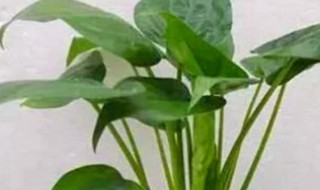 滴水观音的功效与作用（滴水观音的功效与作用图片）