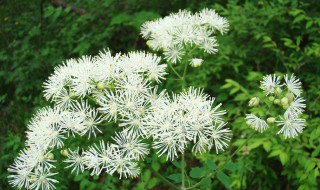 唐松草怎么养 唐松草养殖方法