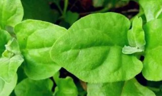 白凤菜怎么吃 白凤菜怎么吃才好吃