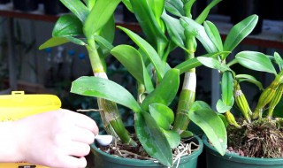 串珠石斛怎么养（串珠石斛怎么养殖方法）