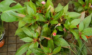 中国凤仙花怎么种（中国凤仙花怎么种植）
