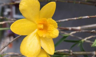 姬竹石斛怎么养 姬竹石斛怎么养护和管理