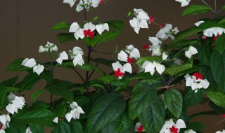 龙吐珠怎么养 龙吐珠怎么养开花多