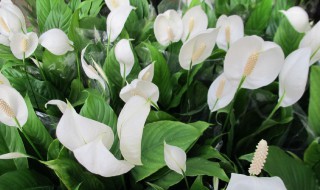 一帆风顺是什么花（盆景一帆风顺是什么花）