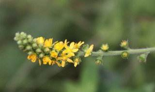 龙芽草的功效与作用 关于龙芽草的功效与作用