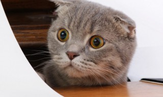 发现的意思 有关发现的意思