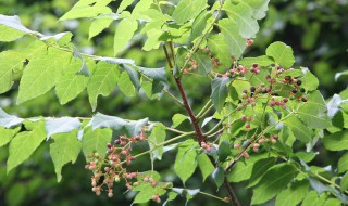 苦木的功效与作用(穿心莲的功效与作用)