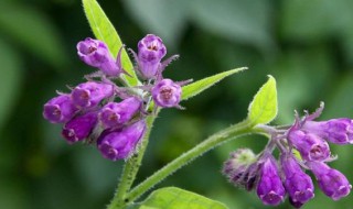 紫草的功效和作用和禁忌(紫草功效与作用及禁忌功效与作用的功效)
