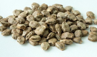 清半夏的功效与作用 清半夏的功效与作用主要治什么病茯苓