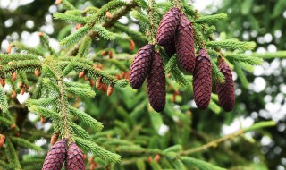 杉果的功效与作用及药用价值（杉果的功效与作用及药用价值及禁忌）