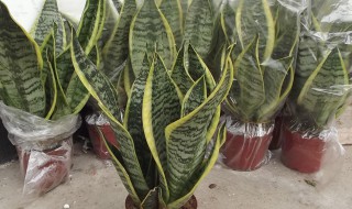 虎皮兰的功效作用 虎皮兰功效作用有哪些