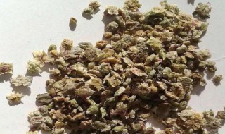 地肤子是什么有什么功效 地肤子有什么功效和作用