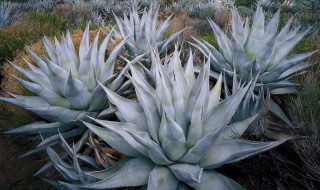 龙舌兰的功效与作用及食用方法 龙舌兰的功效与作用及食用方法及禁忌