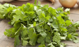 香菜什么时候种植（香菜什么时候种植几天能出苗）