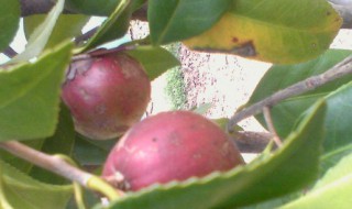 冬红果的寓意和象征有哪些 冬红果是什么果