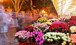 菩提花的寓意及象征风水作用(菩提花象征着什么)