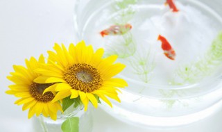 养三条鱼吉利吗（养三条鱼吉利吗女生）