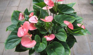 粉掌的风水寓意吉利吗 粉掌的风水寓意和禁忌