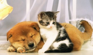 宠物驱虫怎么办 宠物怎么驱虫防虫