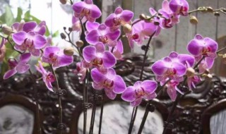 从风水上讲家里放兰花好吗(兰花放在家里风水好不好)