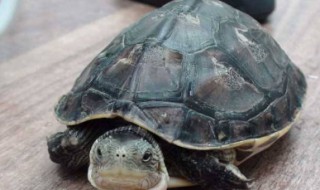 乌龟爬进家预示要发财吗(乌龟爬进家预示要发财吗视频)