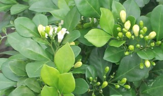 九里香禁忌有哪些 九里香禁忌有哪些 会招鬼吗