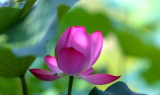 家里院子养荷花有风水忌讳吗 家庭院子里养荷花对风水好吗